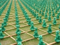 DSCN7597.JPG